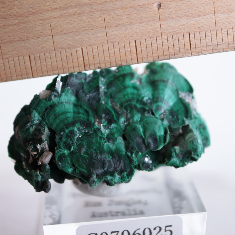 �������ȥ�ꥢ�����ޥ饫���ȡ����륵����