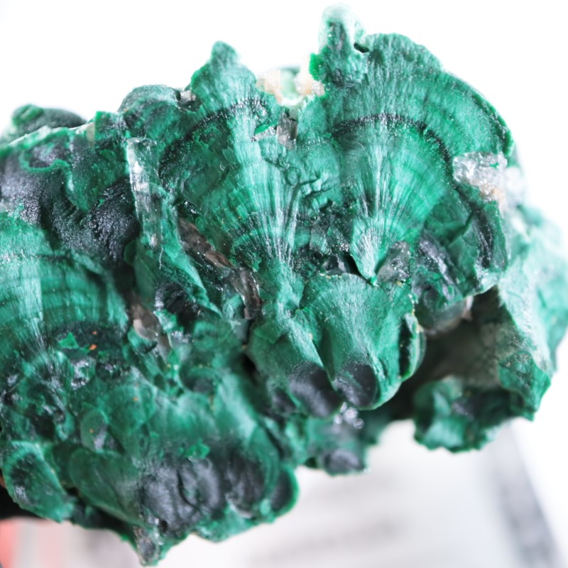 �������ȥ�ꥢ�����ޥ饫���ȡ����륵����