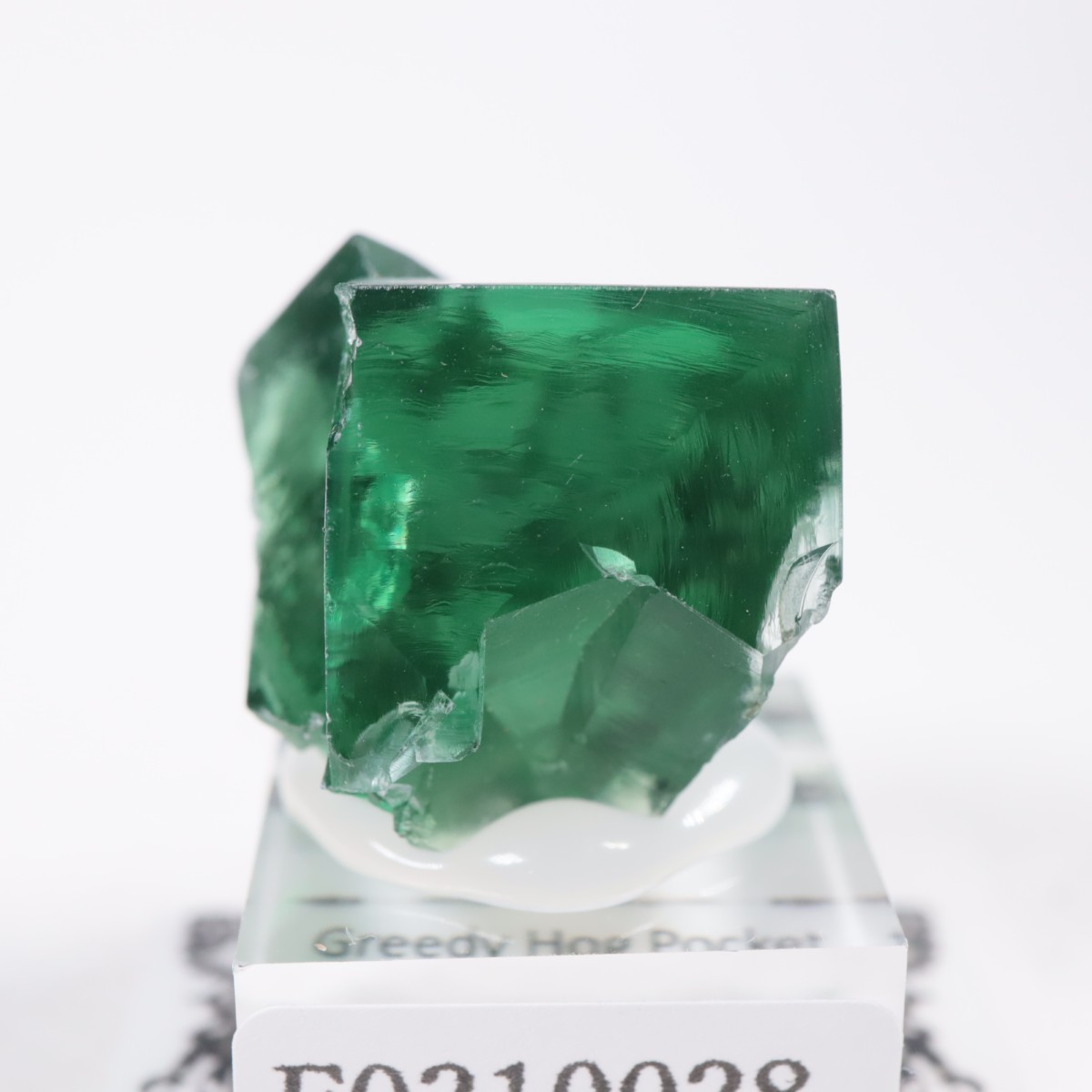 Greedy Hog Pocket�� �ե����饤��