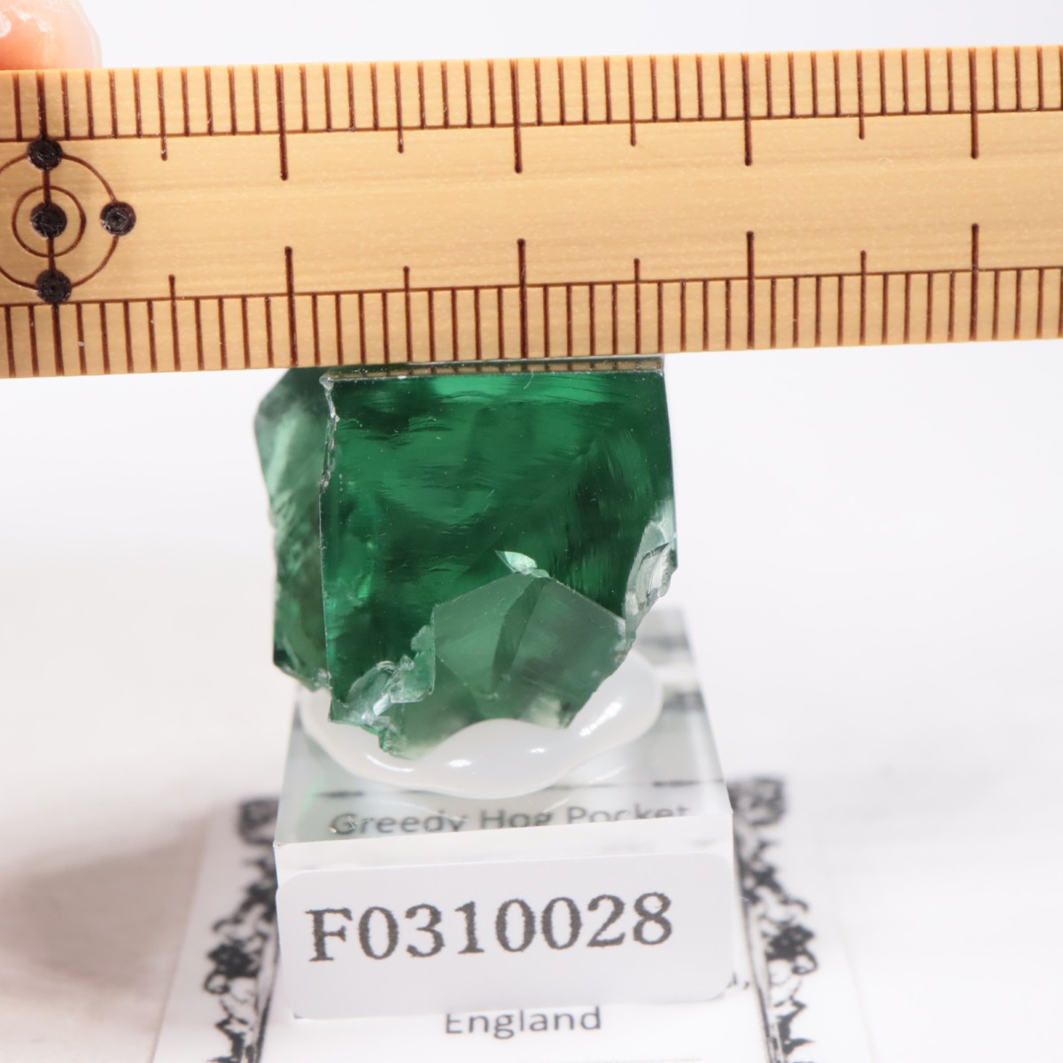 Greedy Hog Pocket�� �ե����饤��