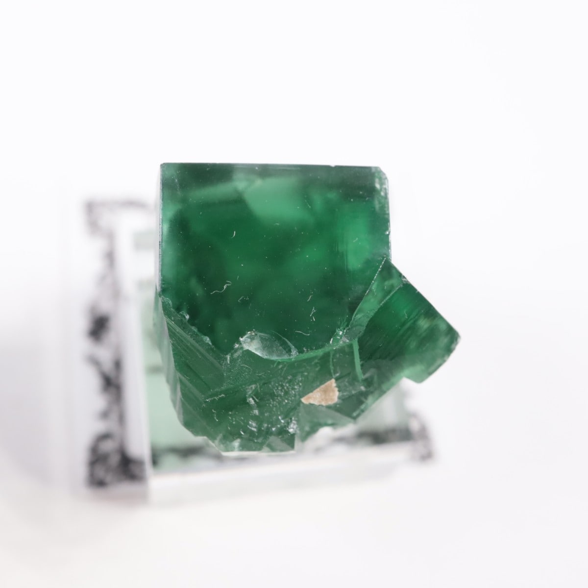 Greedy Hog Pocket�� �ե����饤��