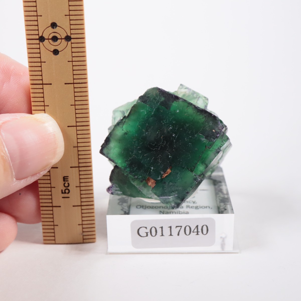 Okorusu�ۻ� �ե����饤��