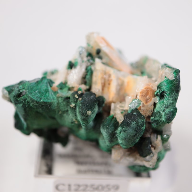 �������ȥ�ꥢ�����ޥ饫���ȡ����륵����