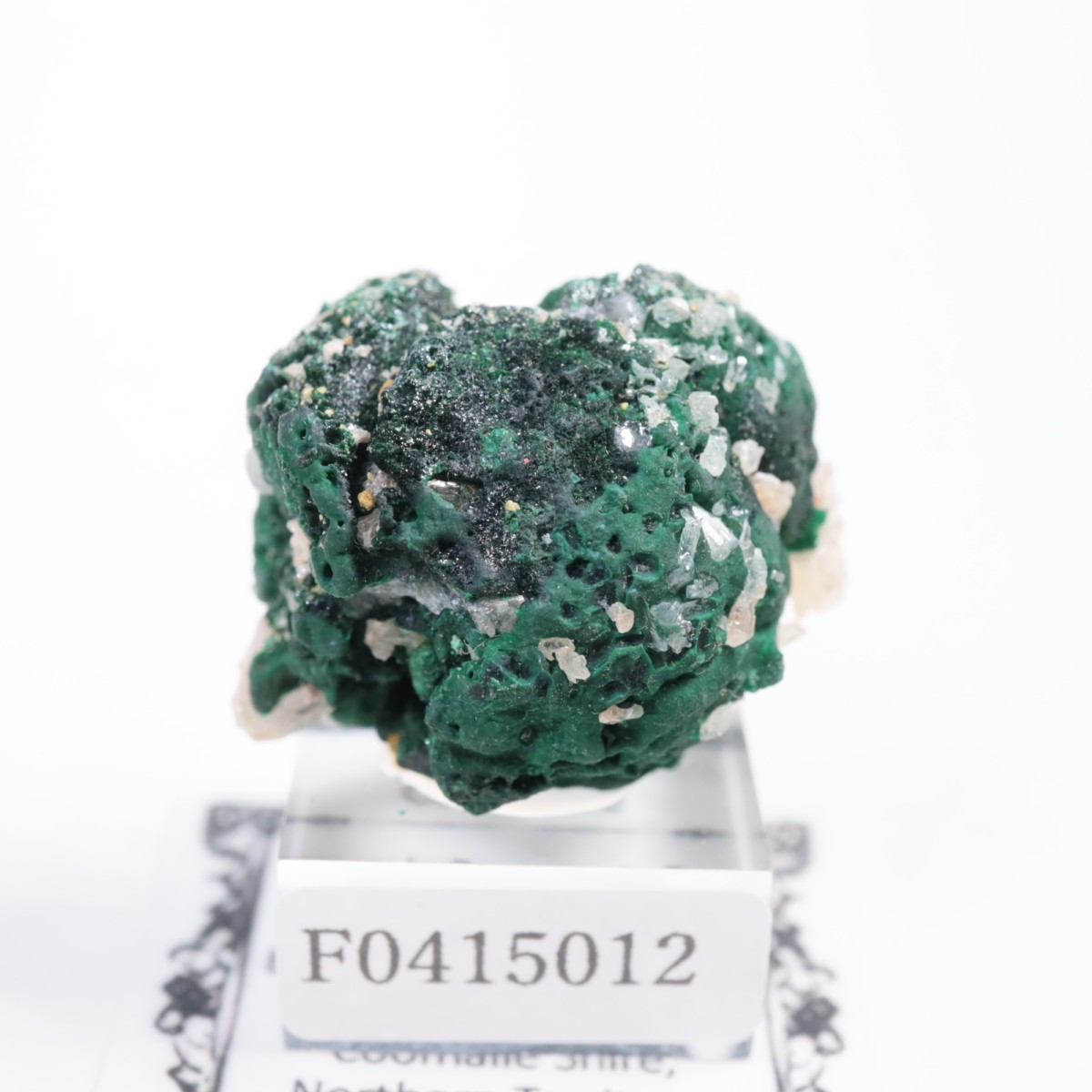 �������ȥ�ꥢ�� �ޥ饫���ȡ����륵����