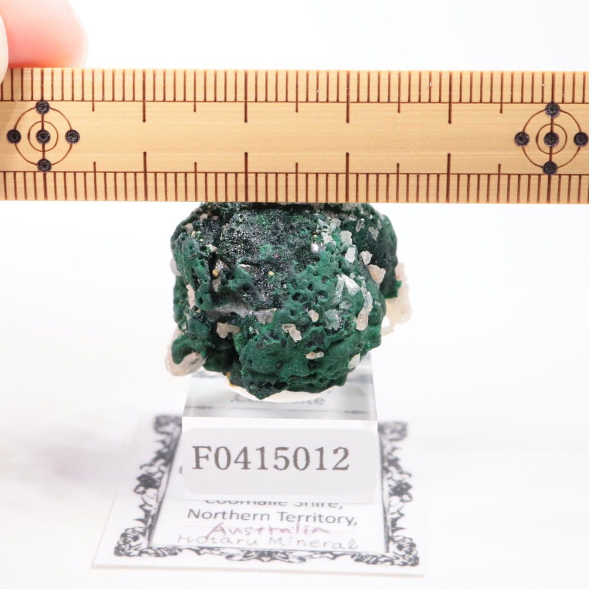 �������ȥ�ꥢ�� �ޥ饫���ȡ����륵����