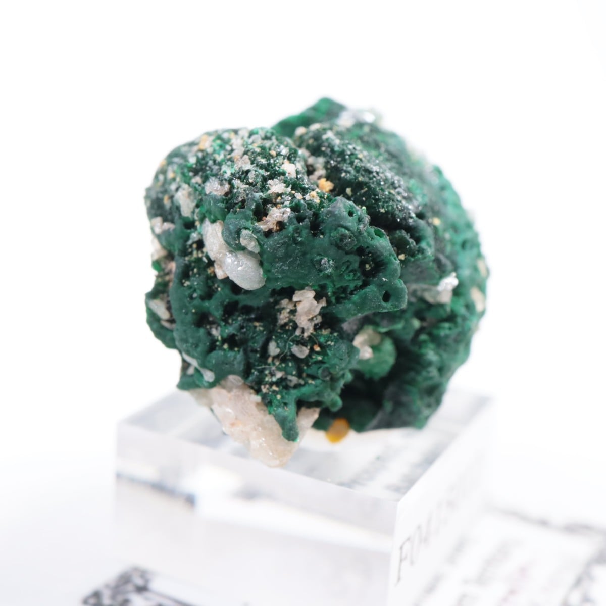 �������ȥ�ꥢ�� �ޥ饫���ȡ����륵����