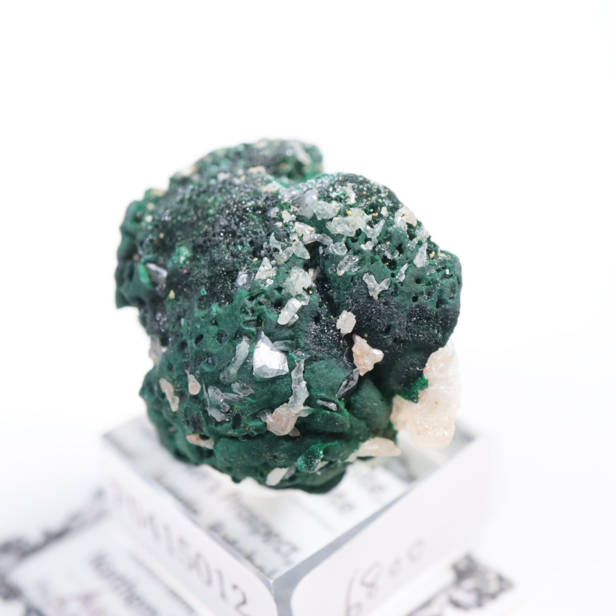 �������ȥ�ꥢ�� �ޥ饫���ȡ����륵����