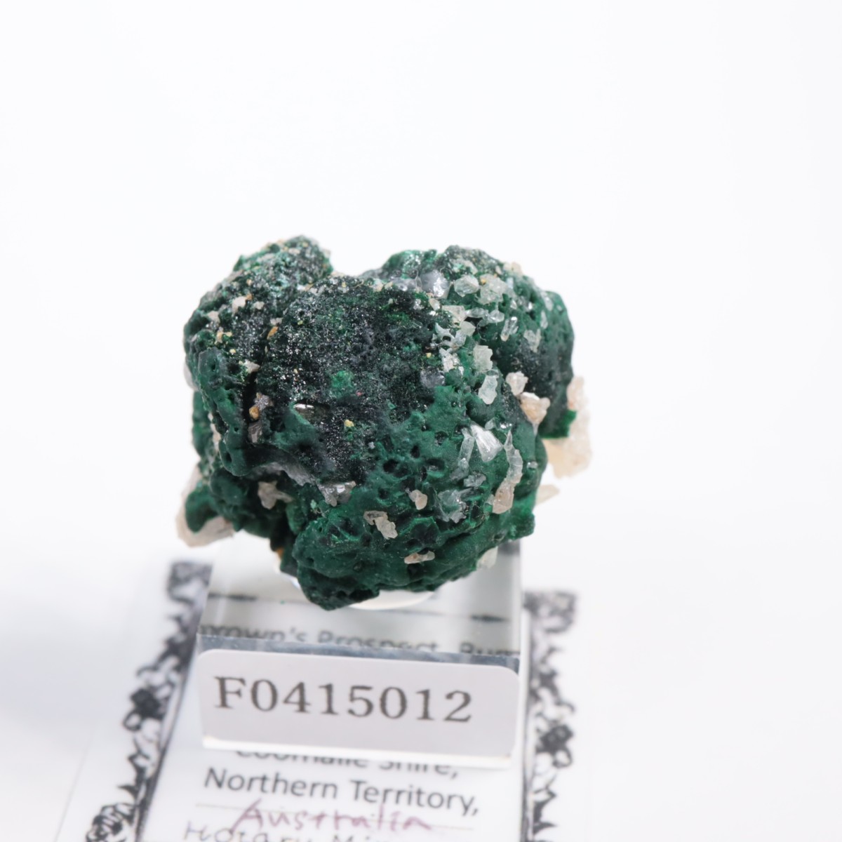 �������ȥ�ꥢ�� �ޥ饫���ȡ����륵����