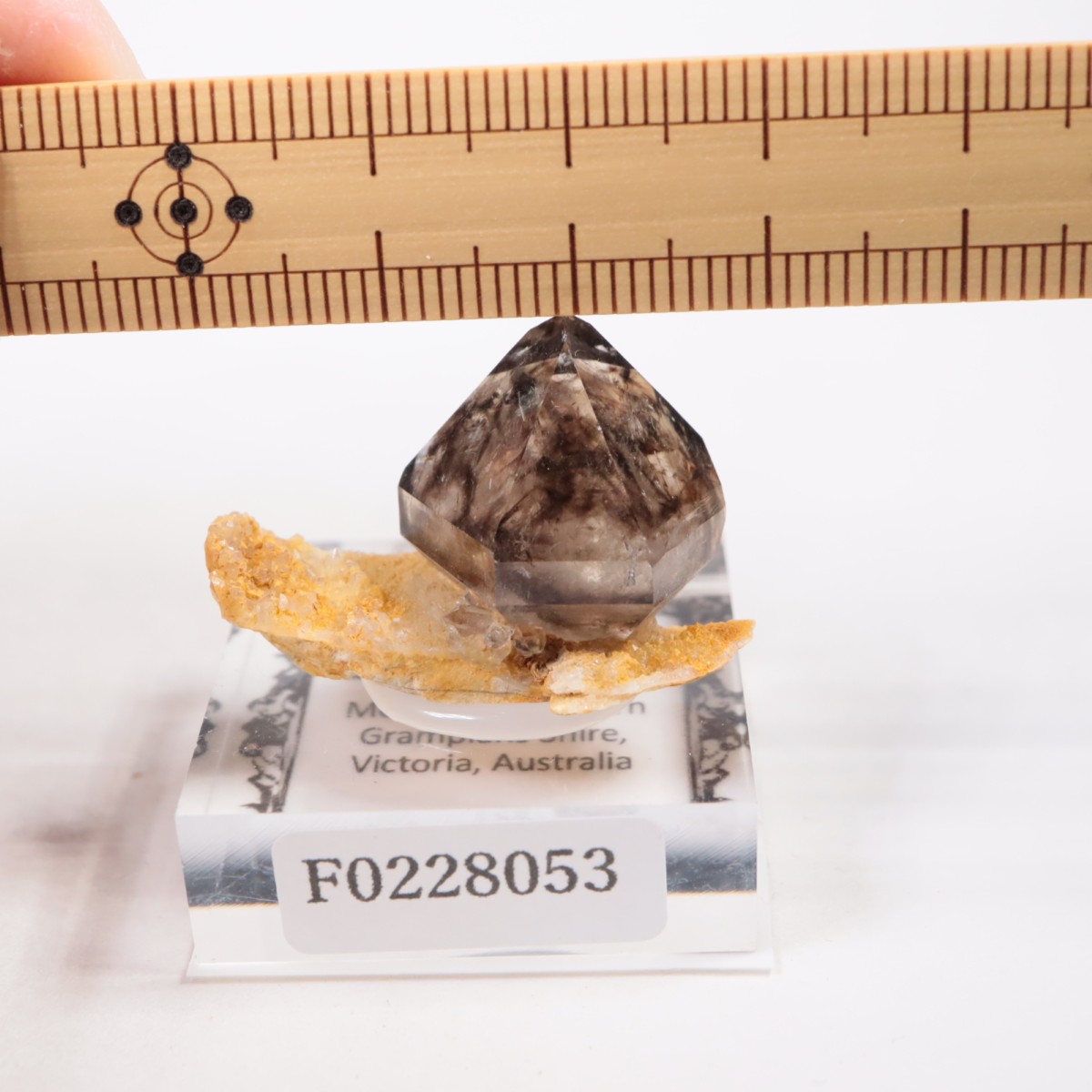 �������ȥ�ꥢ�� ����徽