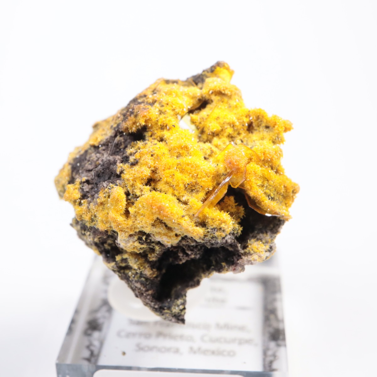 San Francisco�ۻ� �ߥ�å����ȡ�����ե��ʥ���