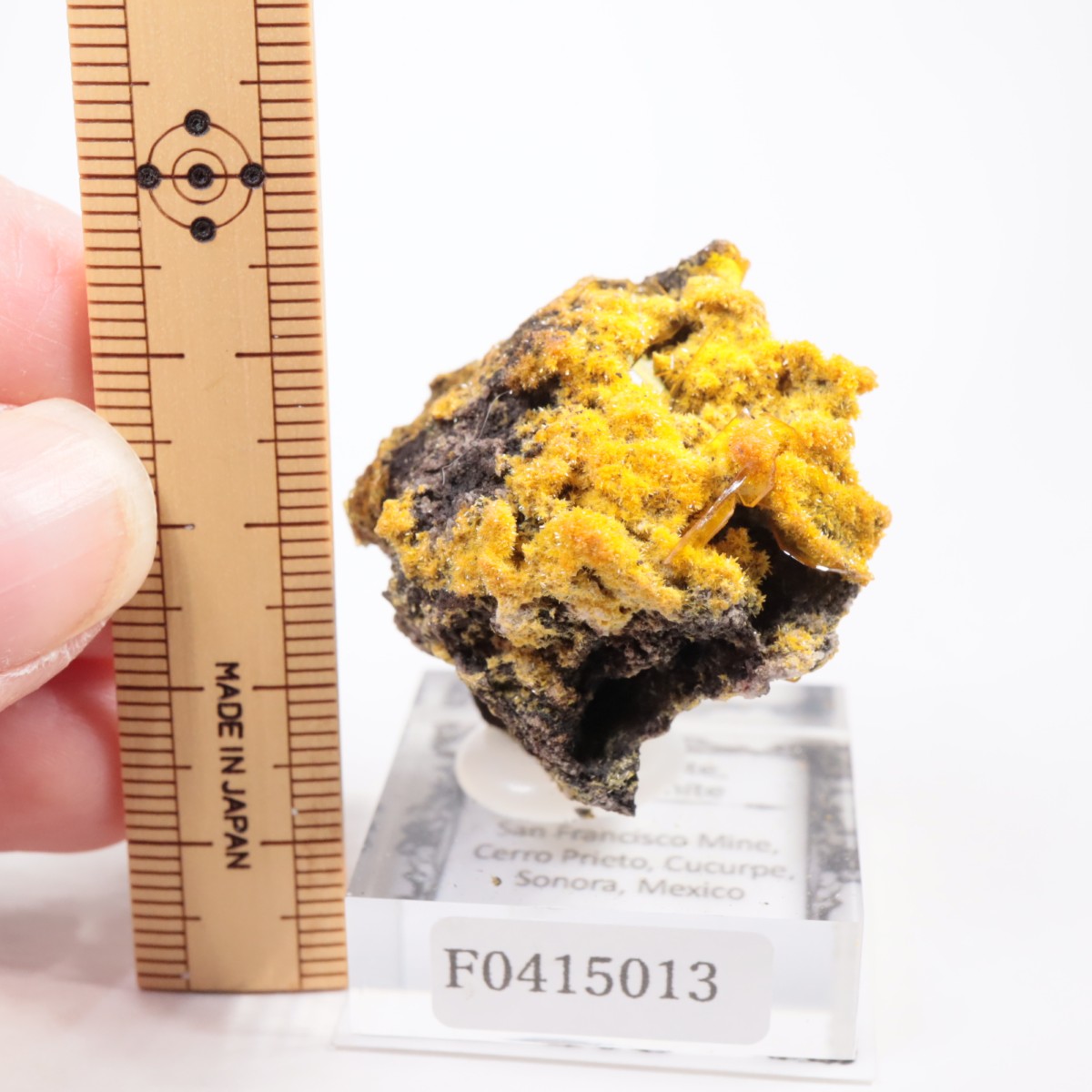 San Francisco�ۻ� �ߥ�å����ȡ�����ե��ʥ���