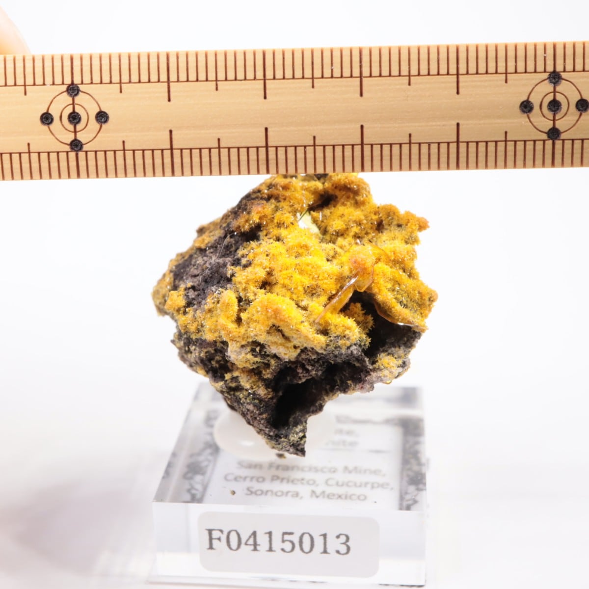 San Francisco�ۻ� �ߥ�å����ȡ�����ե��ʥ���