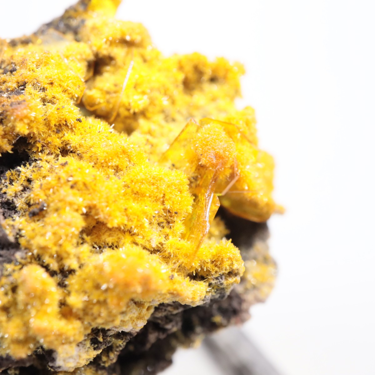 San Francisco�ۻ� �ߥ�å����ȡ�����ե��ʥ���