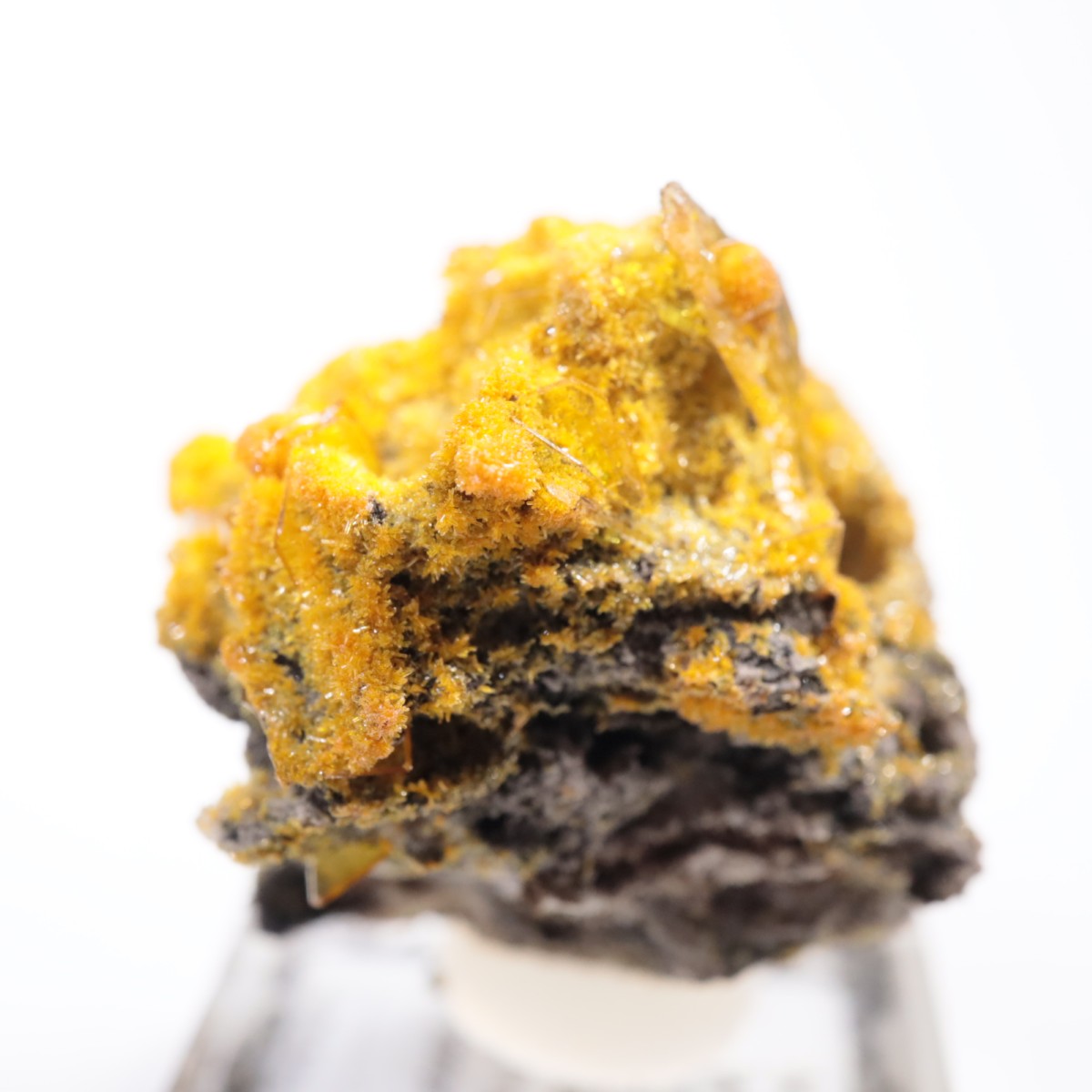 San Francisco�ۻ� �ߥ�å����ȡ�����ե��ʥ���