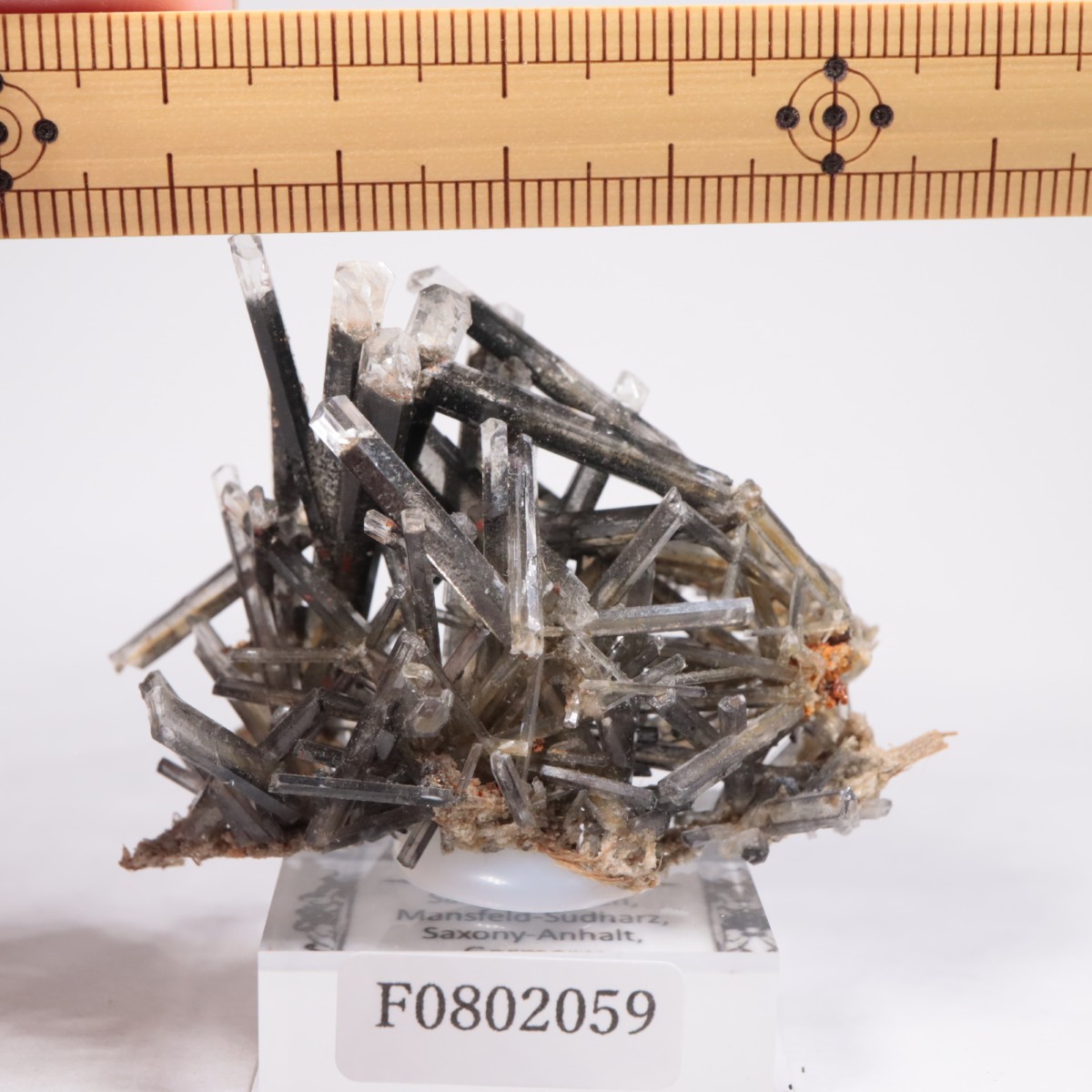 �ɥ��Ļ� ���ץ���