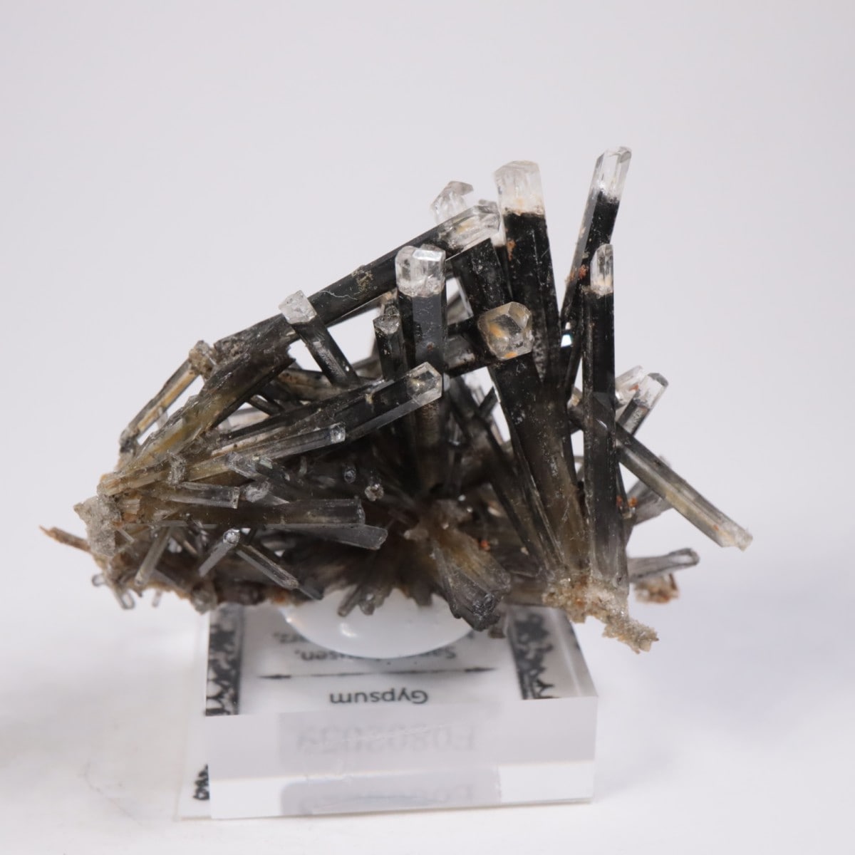 �ɥ��Ļ� ���ץ���