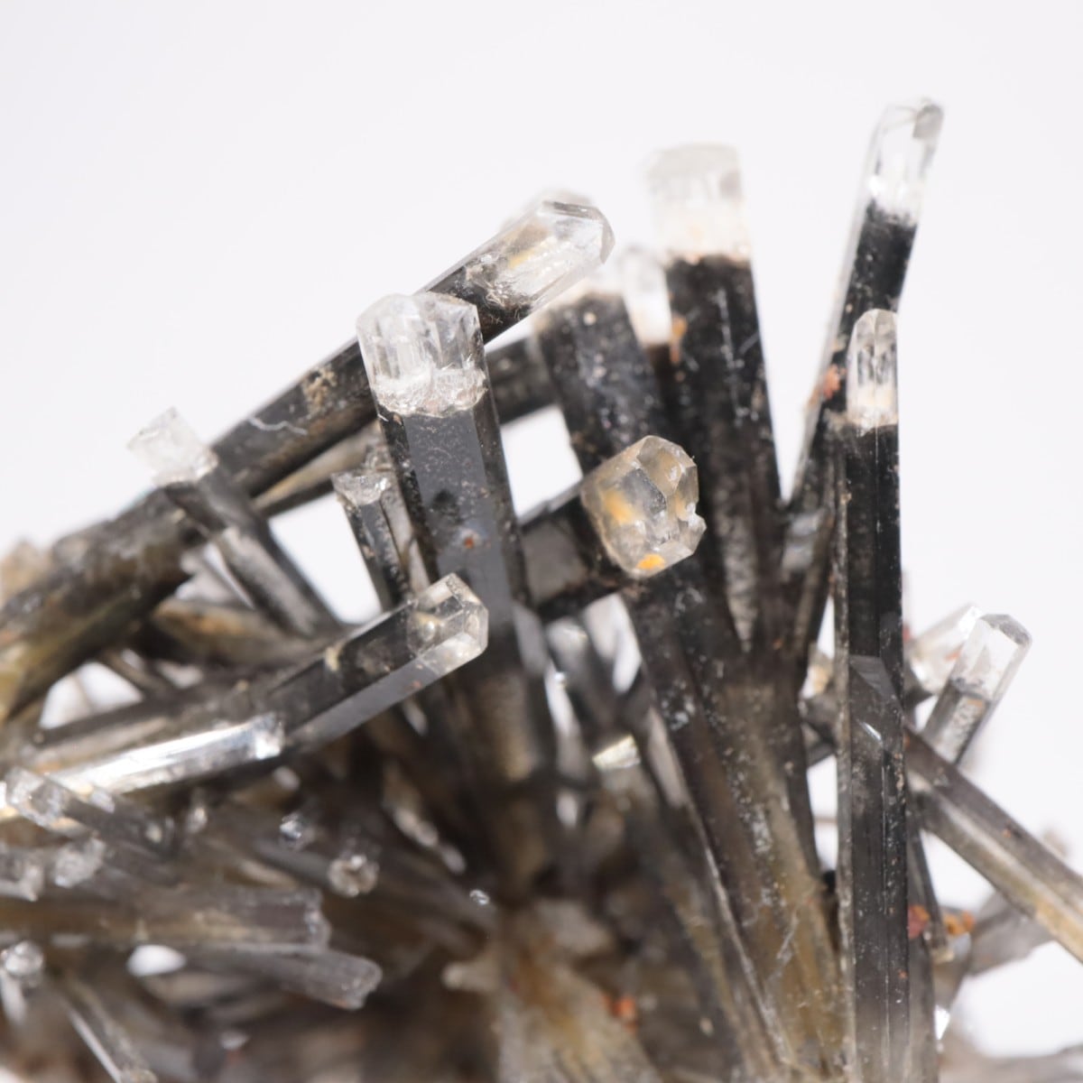 �ɥ��Ļ� ���ץ���