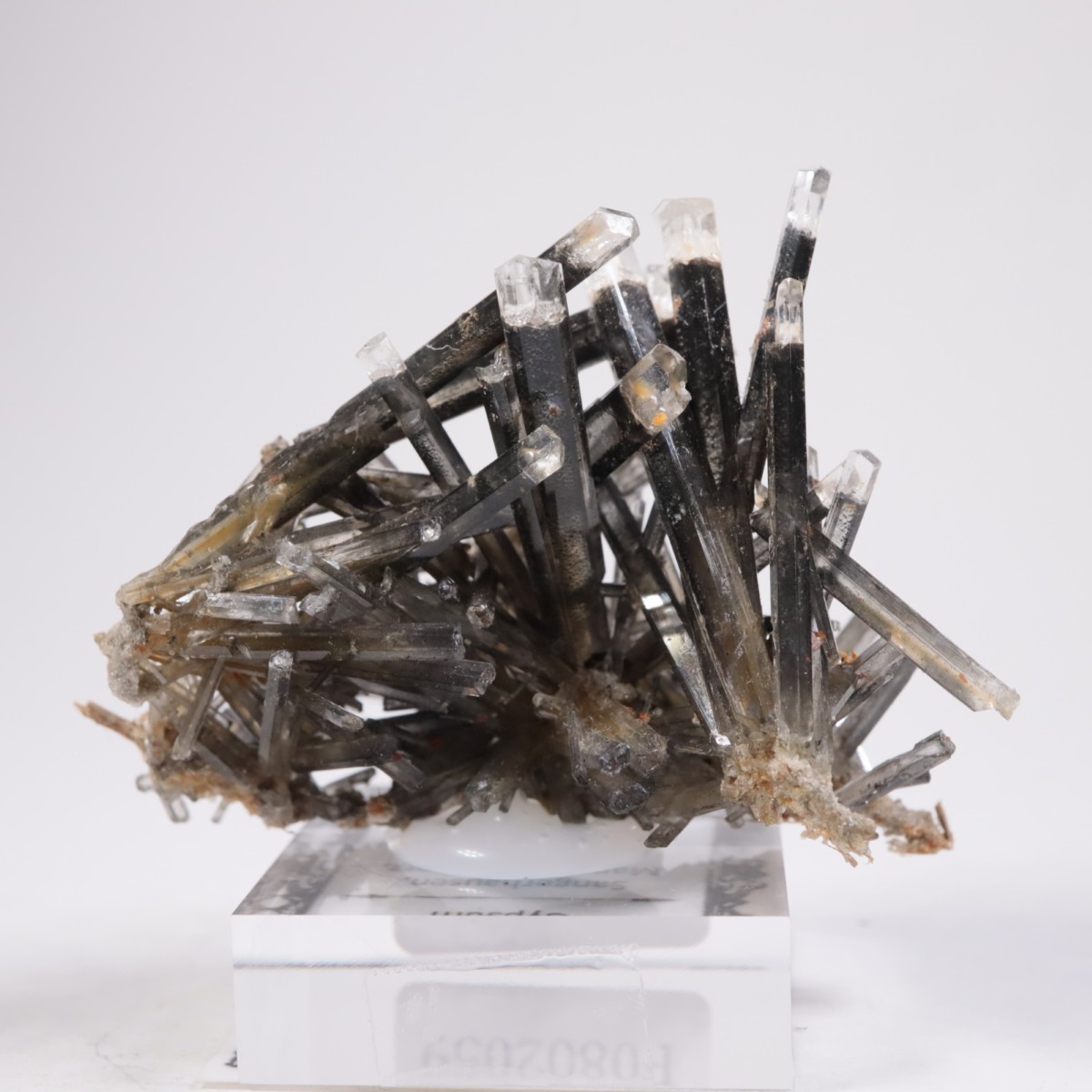 �ɥ��Ļ� ���ץ���