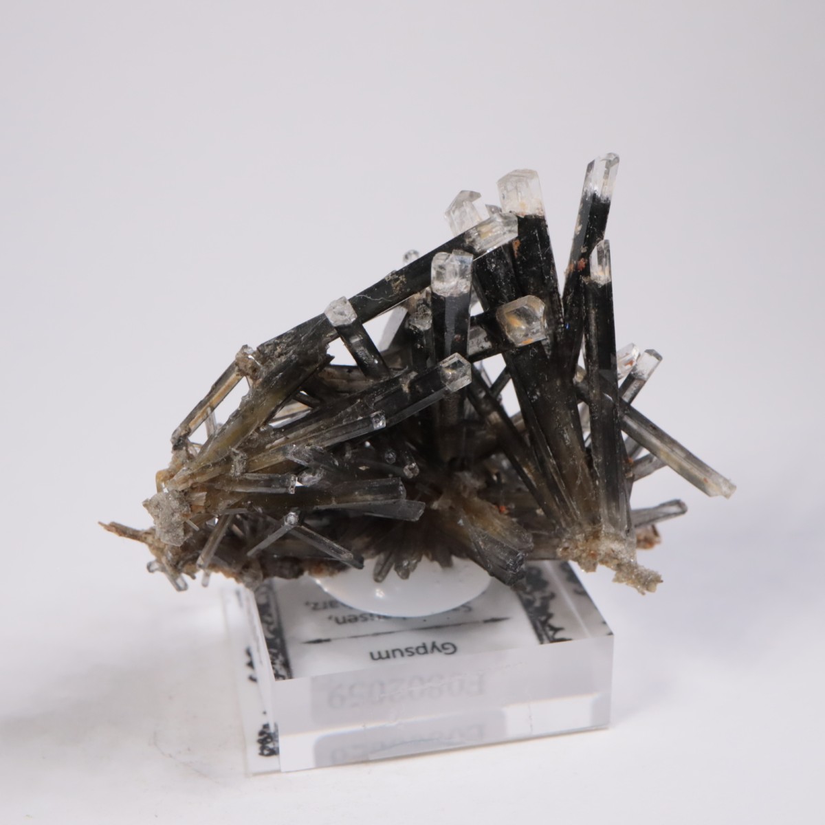 �ɥ��Ļ� ���ץ���