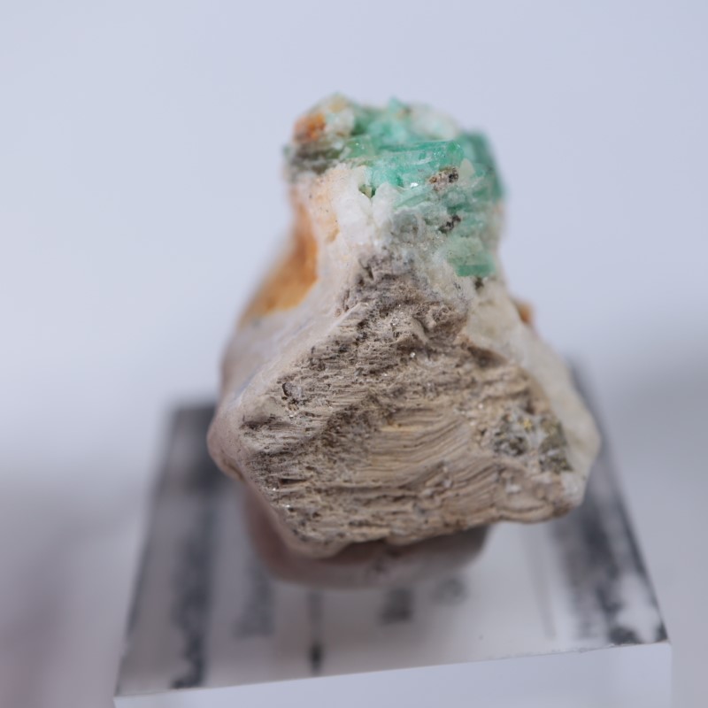 ������ӥ������������