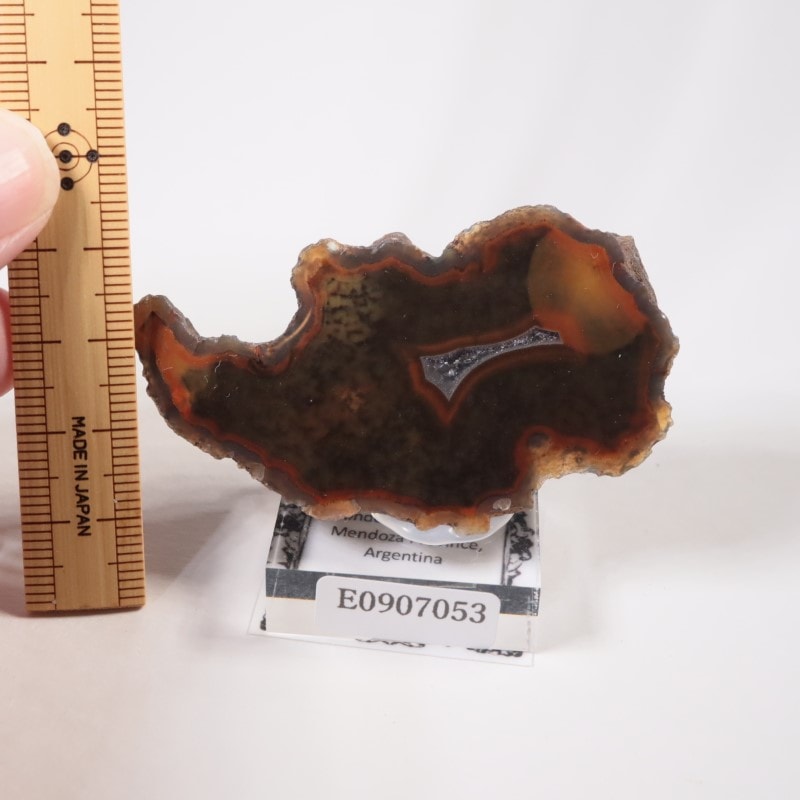 【コレクターズアイテム】コンドルアゲート コンドルアゲートコレクター標本：鏡面研磨縞状アゲート