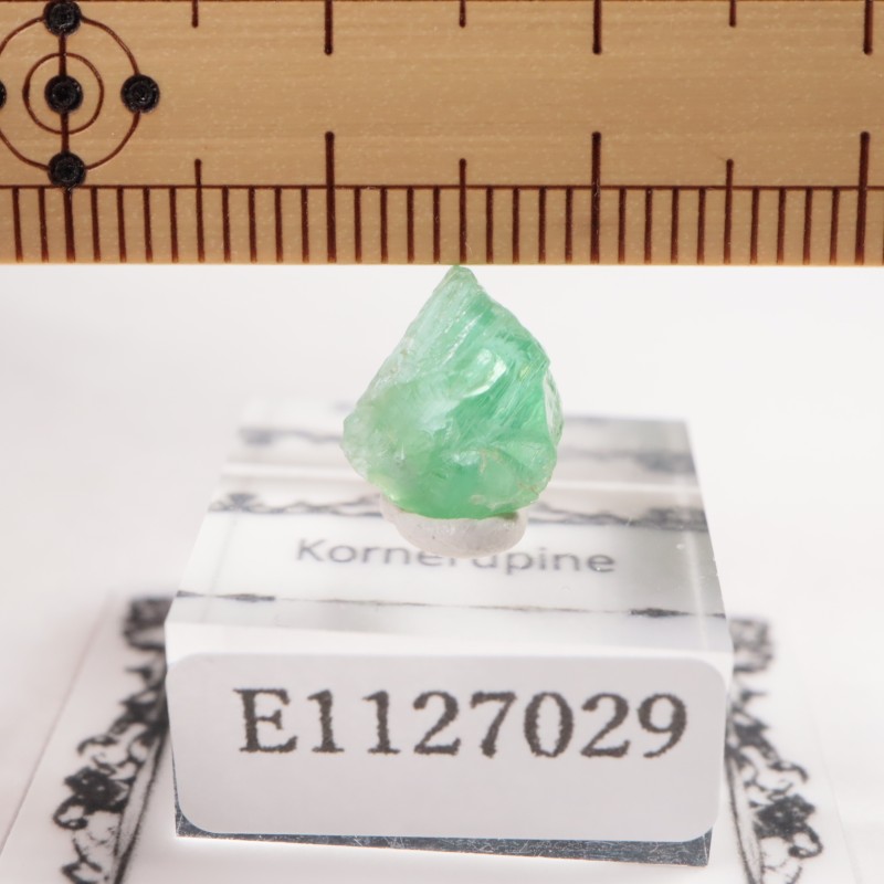 ���󥶥˥��� �����ͥ�ԥ�