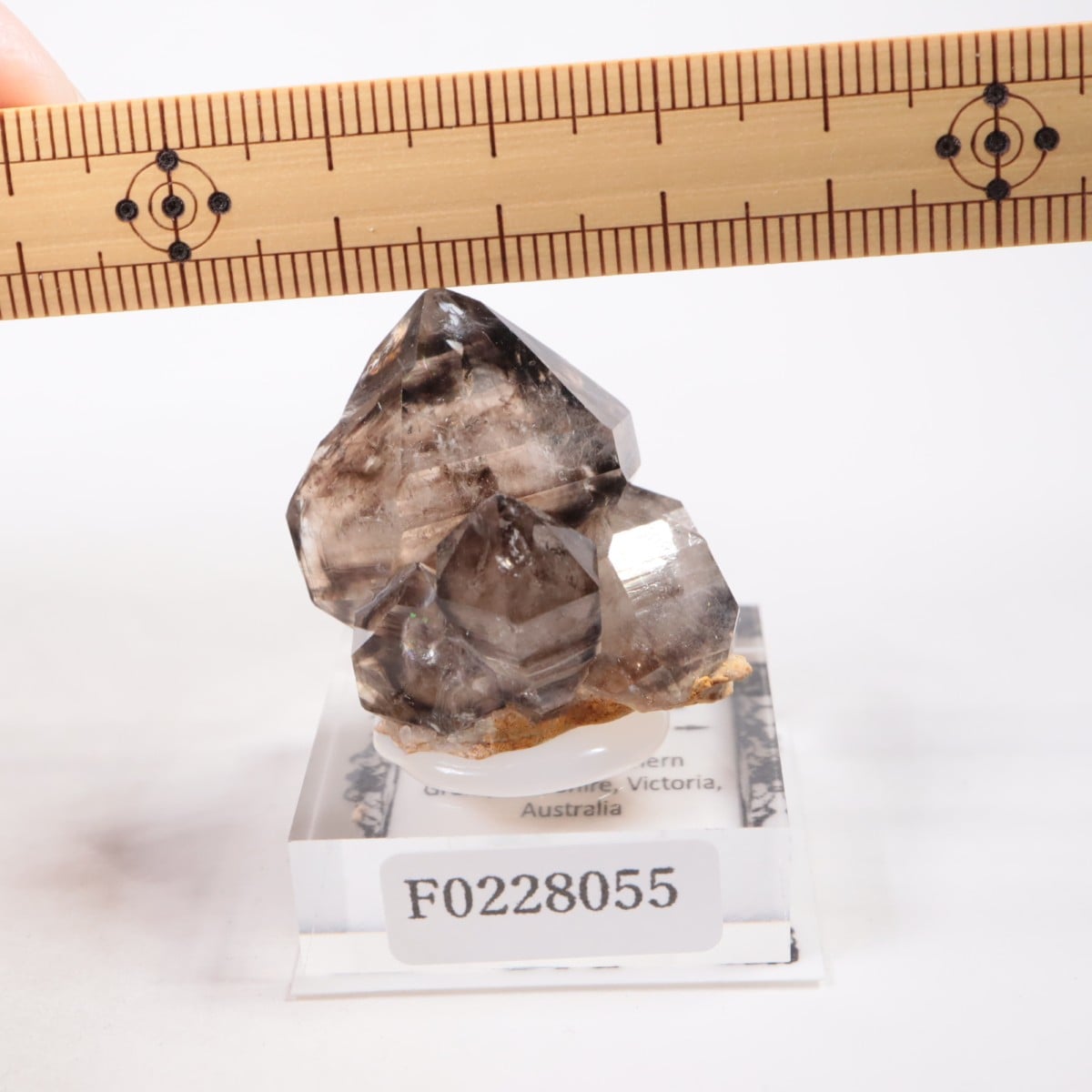 �������ȥ�ꥢ�� ����徽