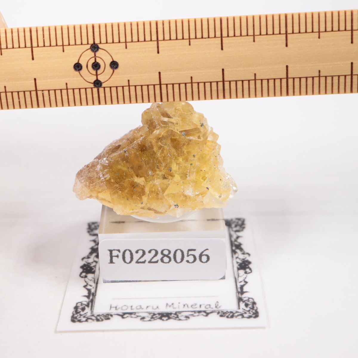 �⥹���ʹۻ� �ե����饤��