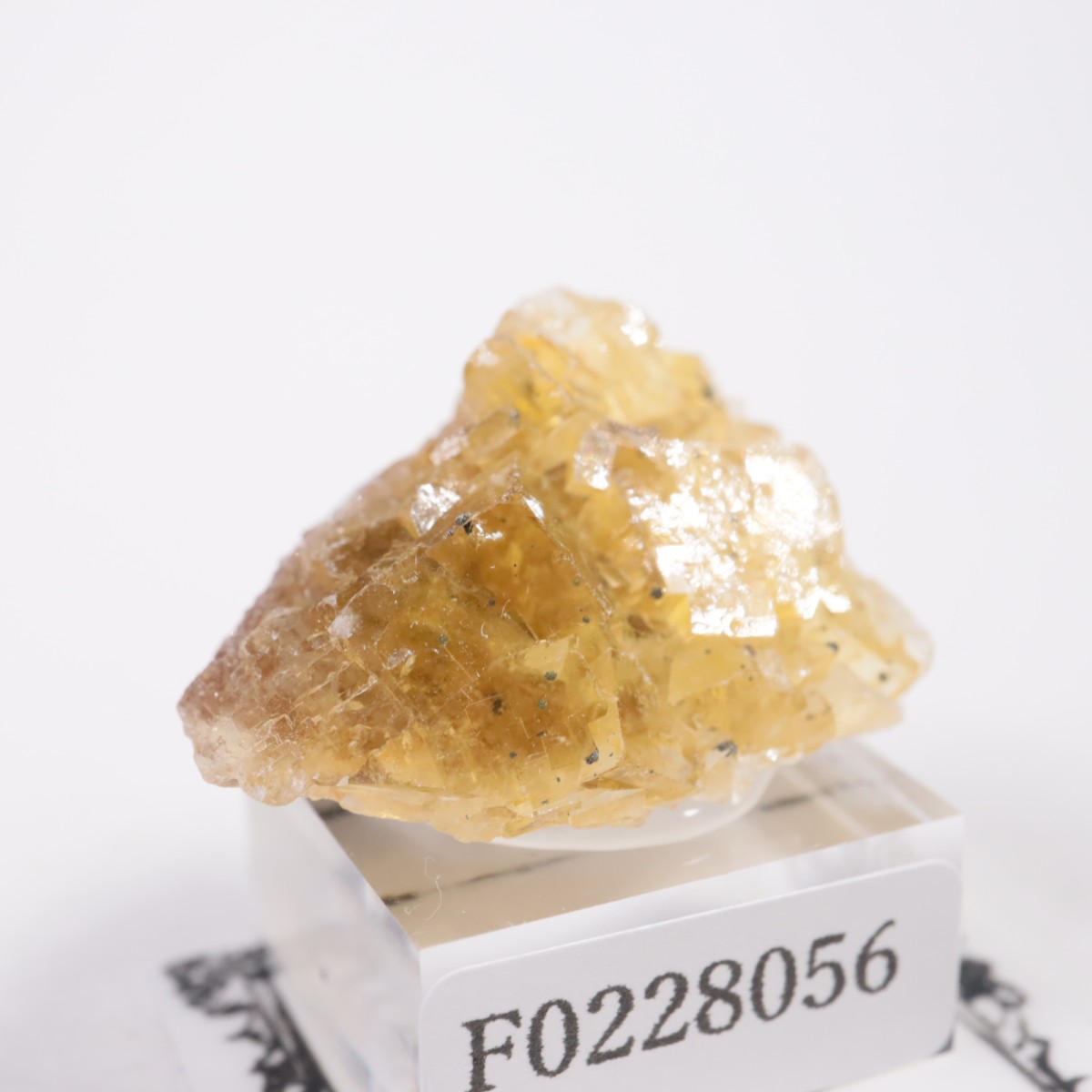 �⥹���ʹۻ� �ե����饤��