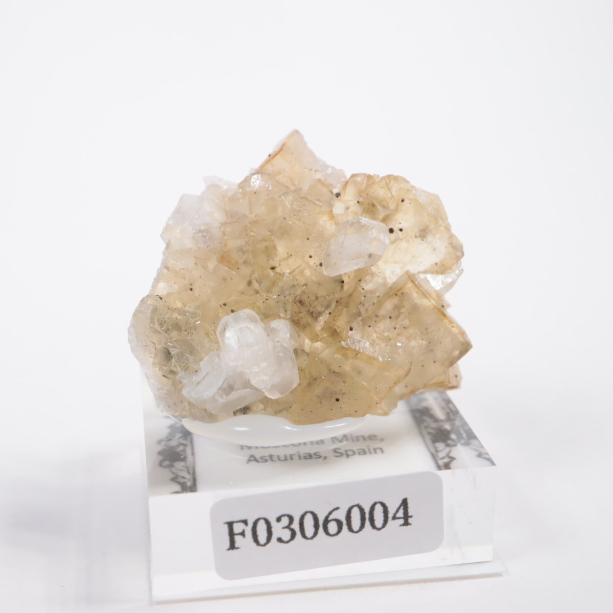 �⥹���ʹۻ��� �ե����饤��