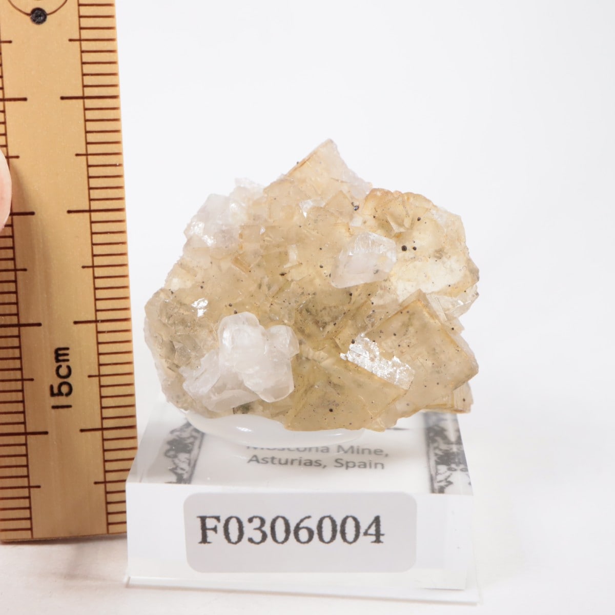 �⥹���ʹۻ��� �ե����饤��