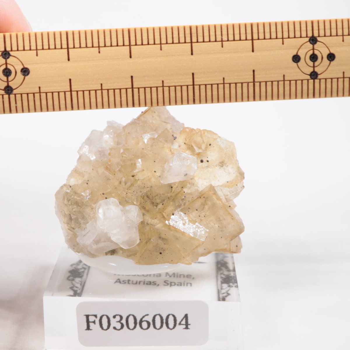 �⥹���ʹۻ��� �ե����饤��