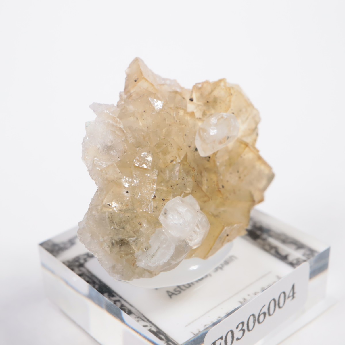 �⥹���ʹۻ��� �ե����饤��