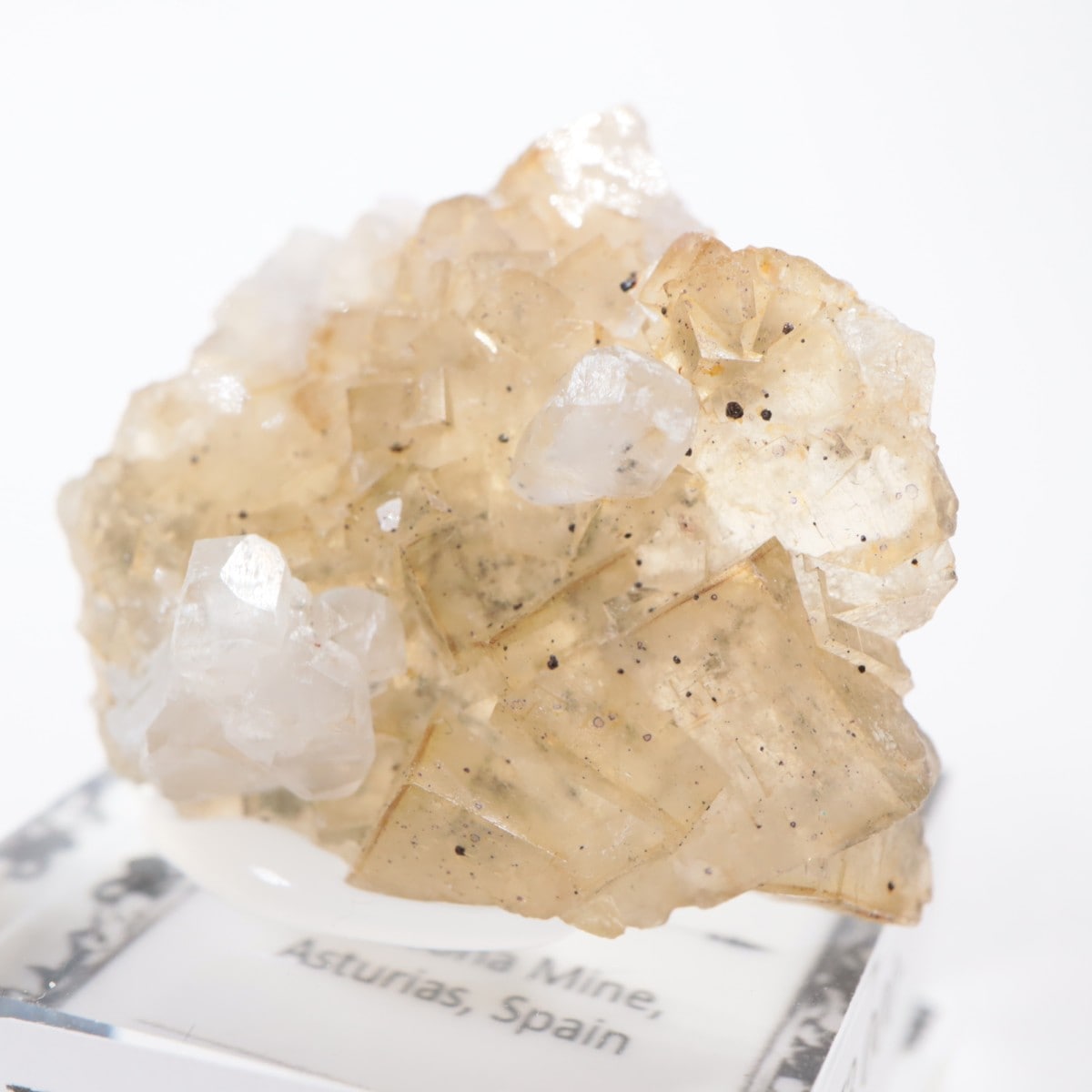 �⥹���ʹۻ��� �ե����饤��