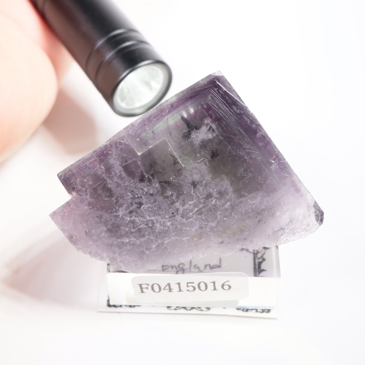 Purple Rain Pocket�� �ե����饤��