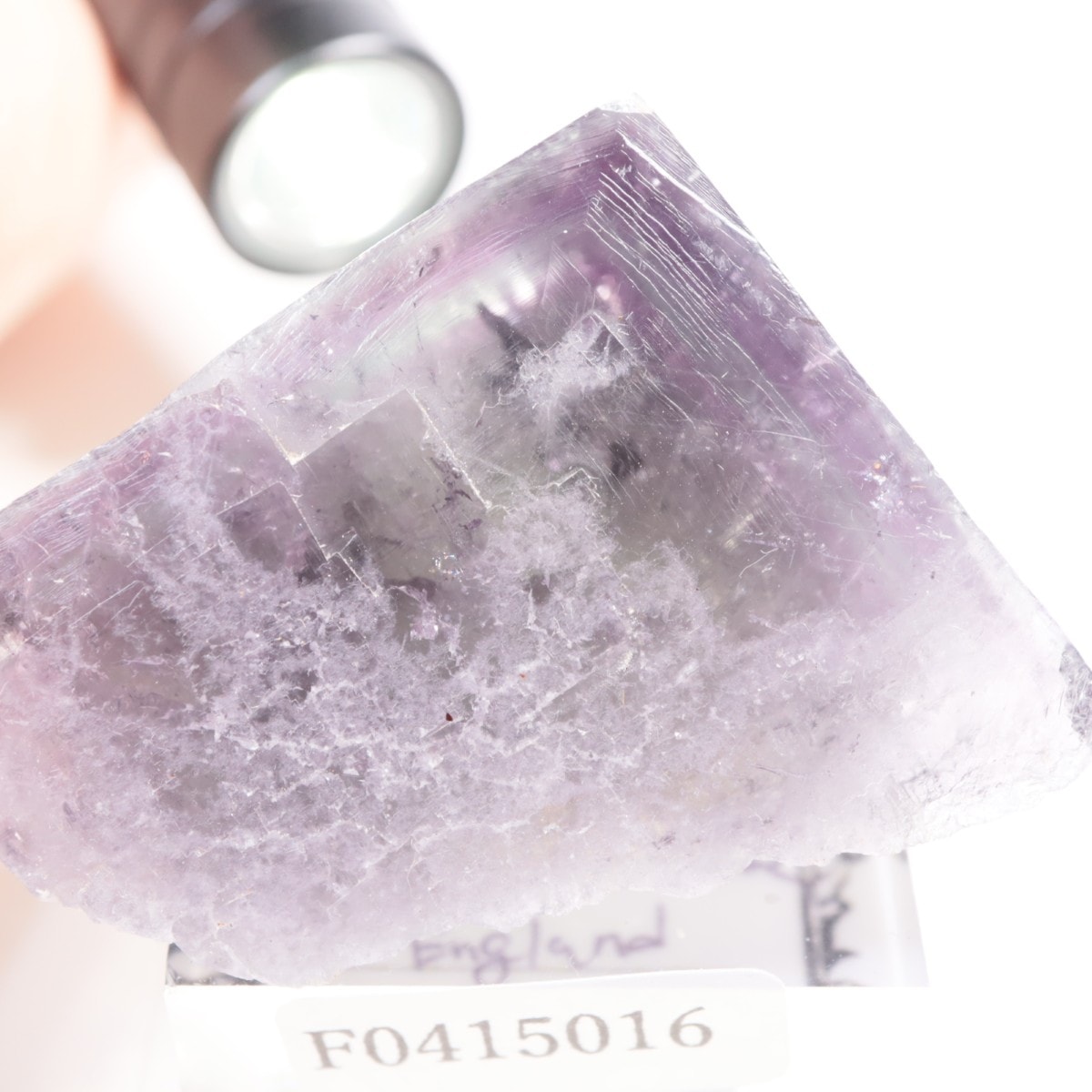 Purple Rain Pocket�� �ե����饤��