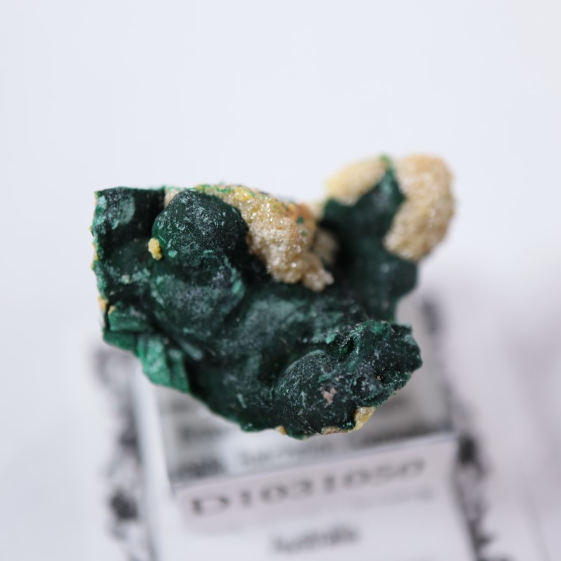 �������ȥ�ꥢ�����ޥ饫���ȡ��ѥ������ե�����