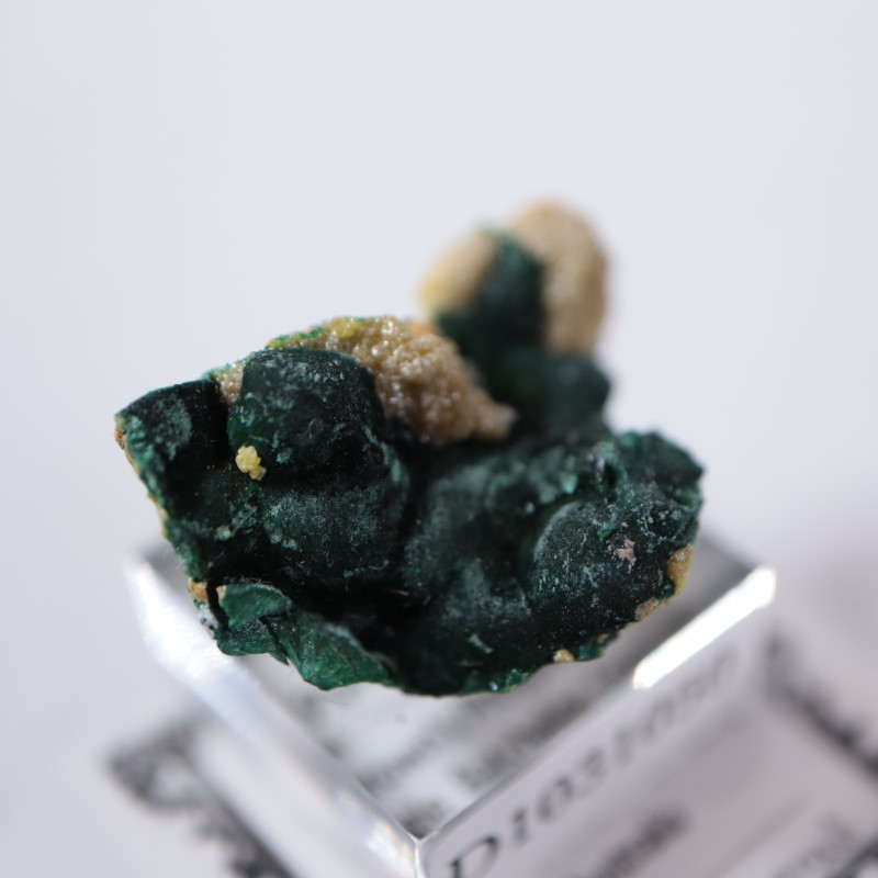 �������ȥ�ꥢ�����ޥ饫���ȡ��ѥ������ե�����