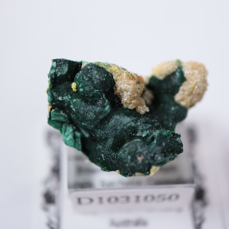 �������ȥ�ꥢ�����ޥ饫���ȡ��ѥ������ե�����