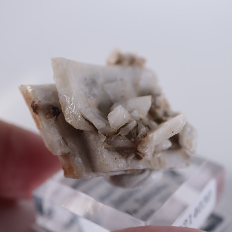 ����ꥫ�������ץ���