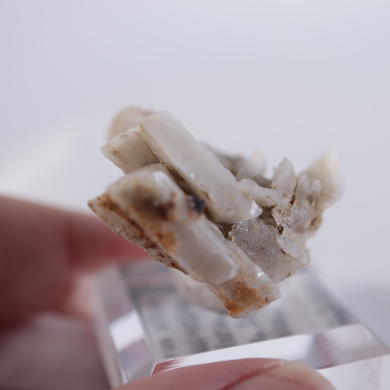 ����ꥫ�������ץ���