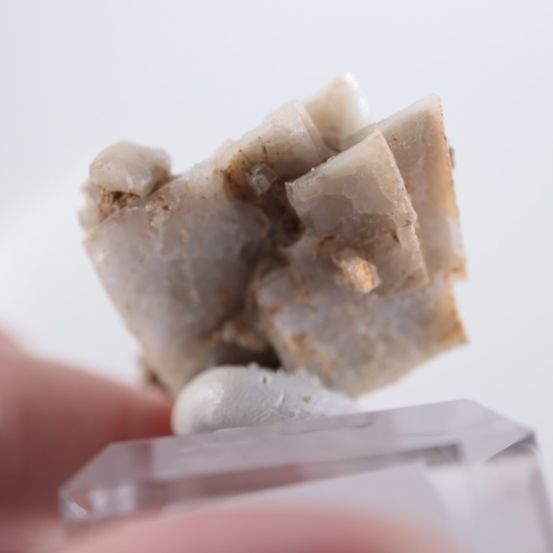 ����ꥫ�������ץ���