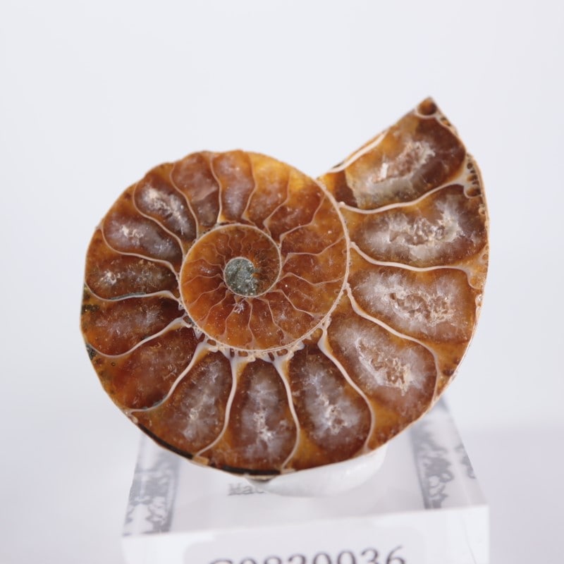 1_000000003783.jpg?1678209904