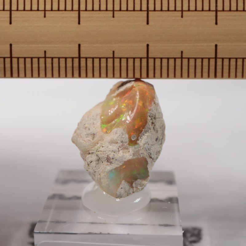 �������ԥ��������ѡ���