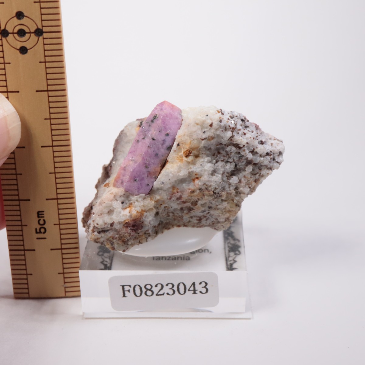 ���󥶥˥��� ��ӡ�