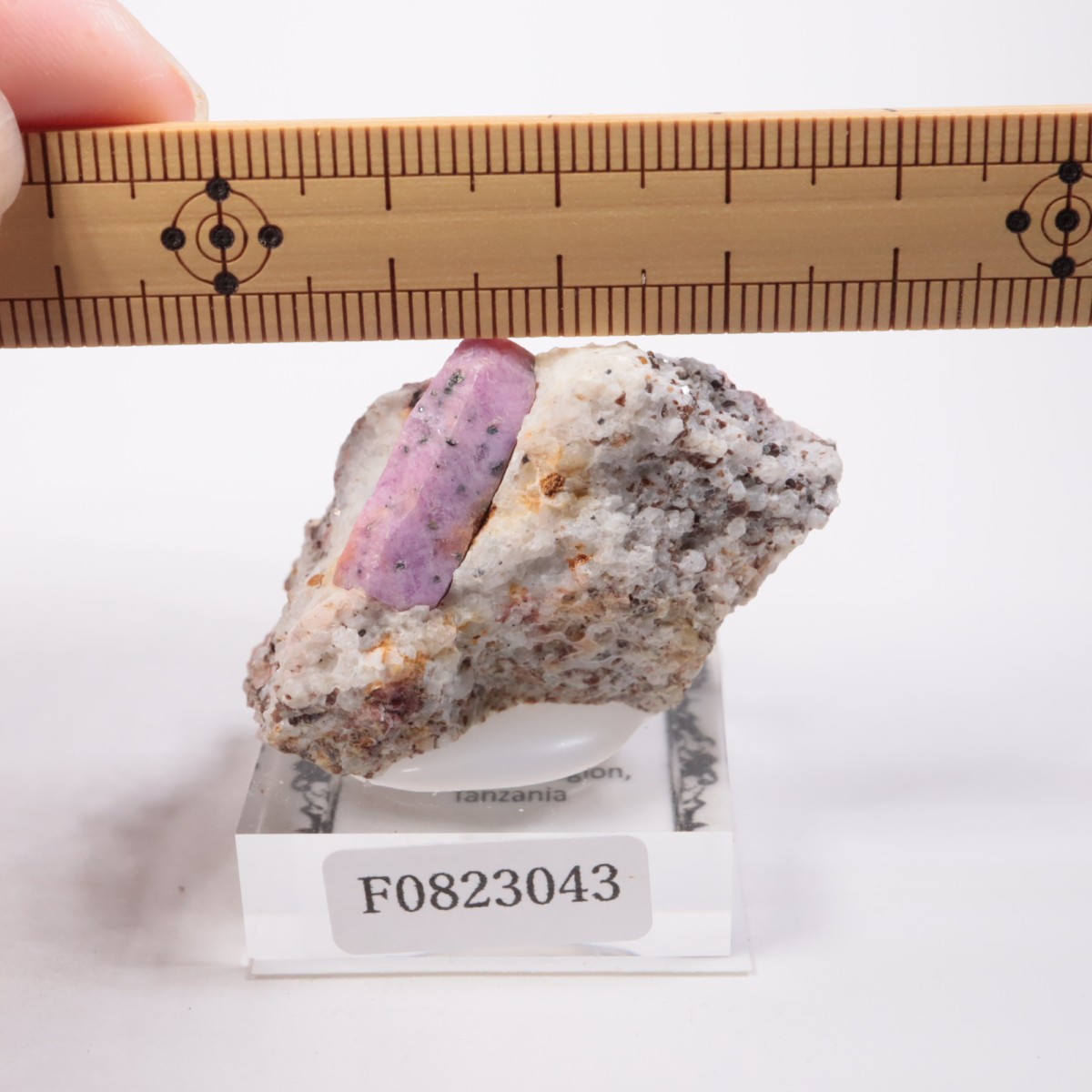 ���󥶥˥��� ��ӡ�