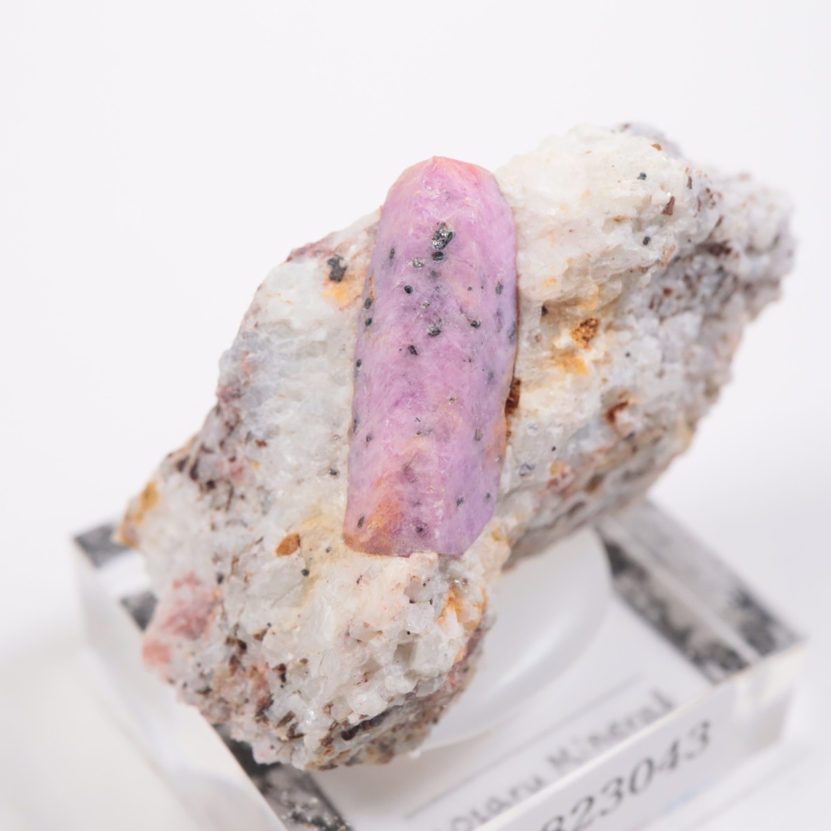 ���󥶥˥��� ��ӡ�