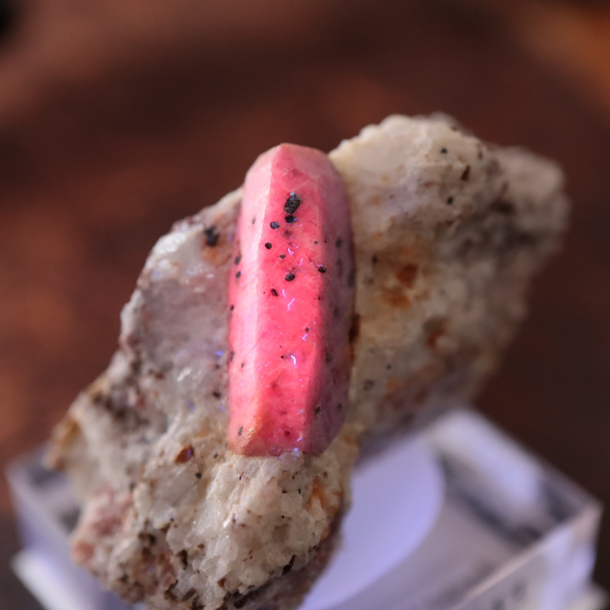 ���󥶥˥��� ��ӡ�