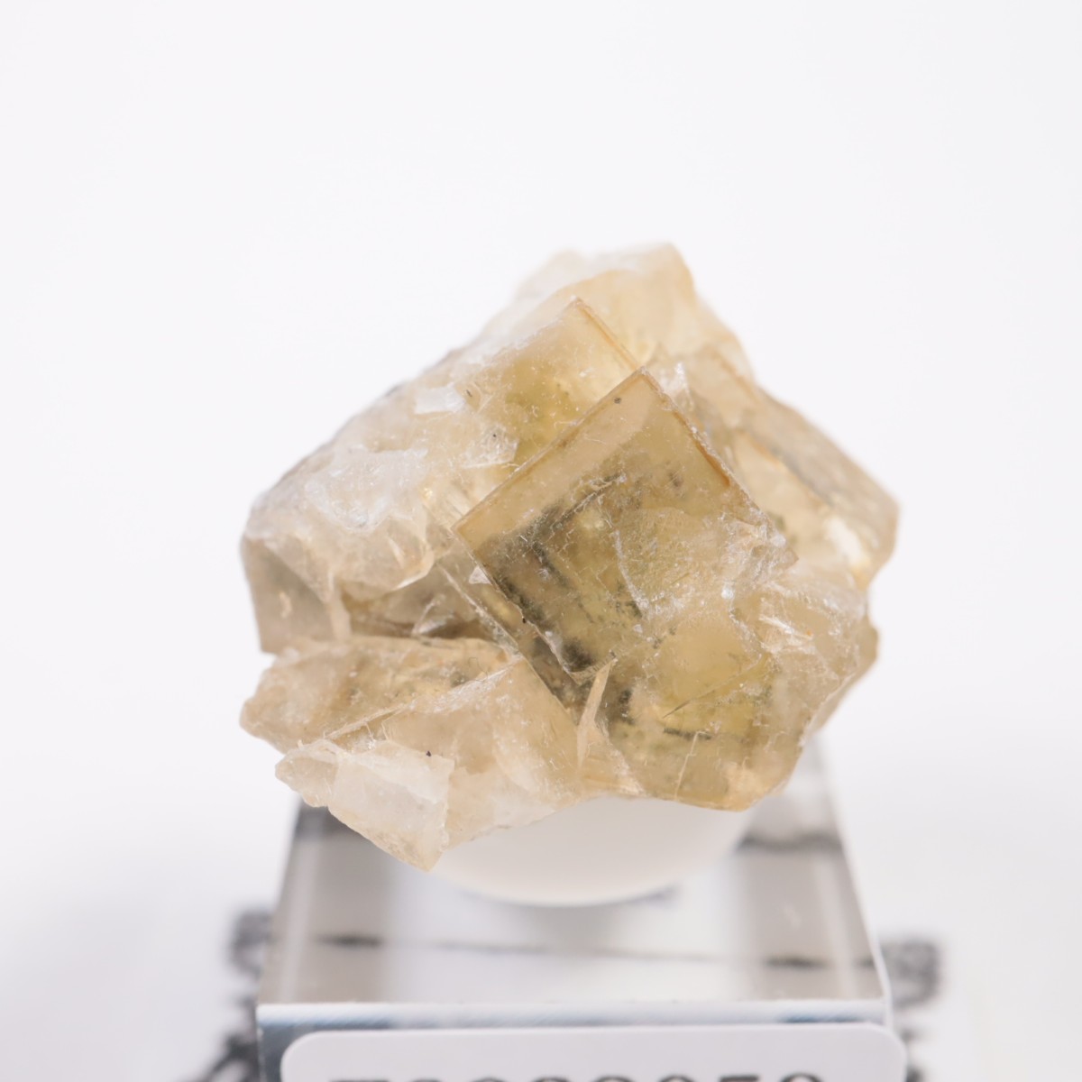 �⥹���ʹۻ� �ե����饤��