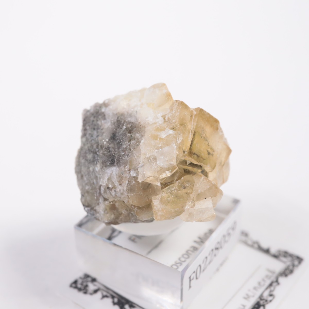 �⥹���ʹۻ� �ե����饤��